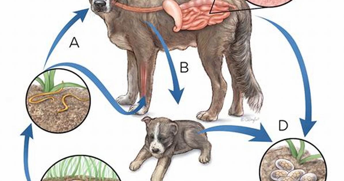Will Hookworms Kill a Dog?