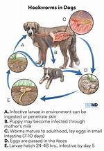 Will Hookworms Kill a Dog?