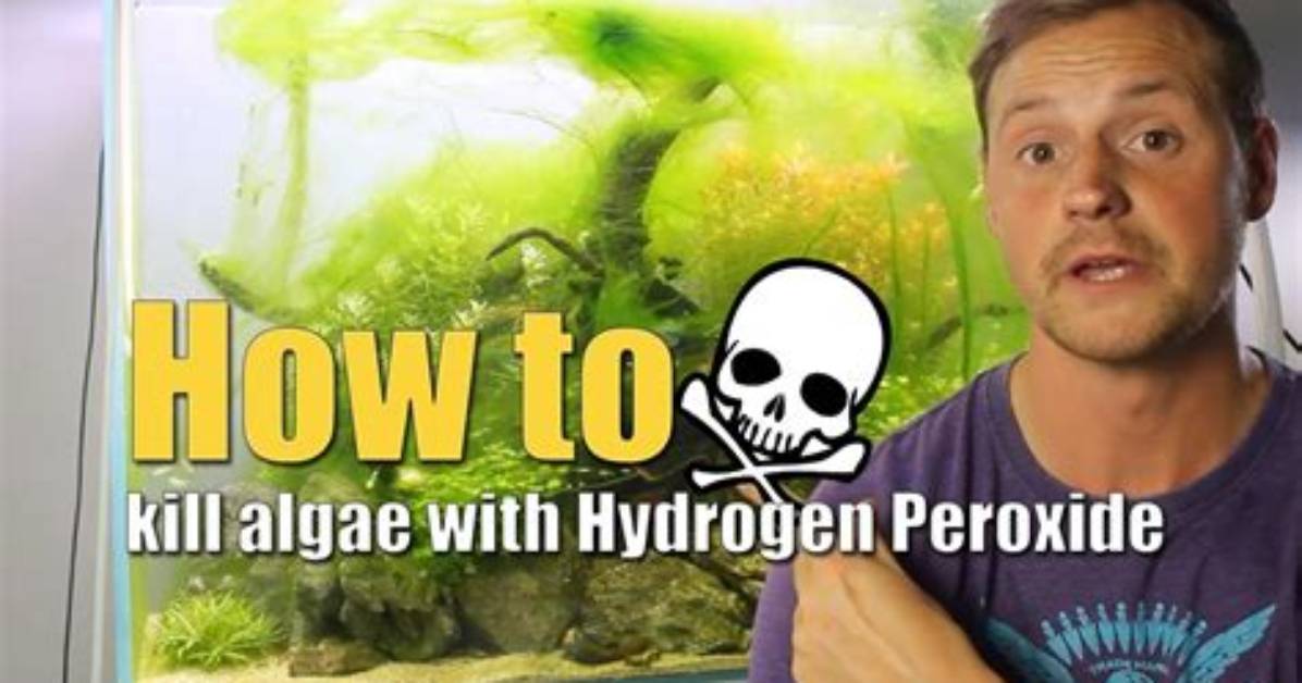 Will Hydrogen Peroxide Kill Algae?