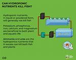 Will Hydroponic Nutrients Kill Fish?
