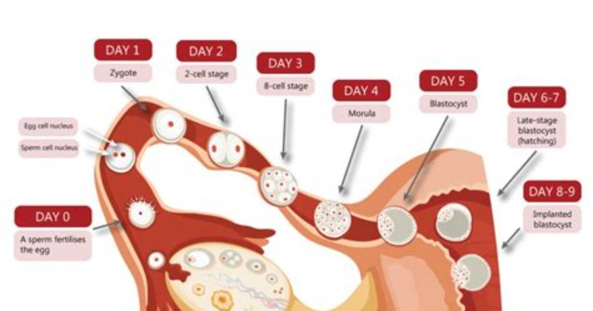Will Intercourse Affect Implantation?