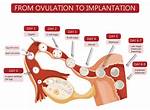 Will Intercourse Affect Implantation?