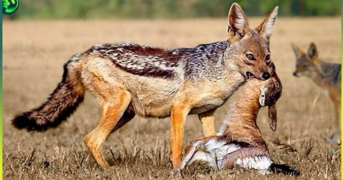 Will Jackals Attack Humans?