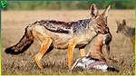 Will Jackals Attack Humans?