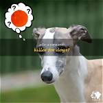 Will Jello Kill Dogs?