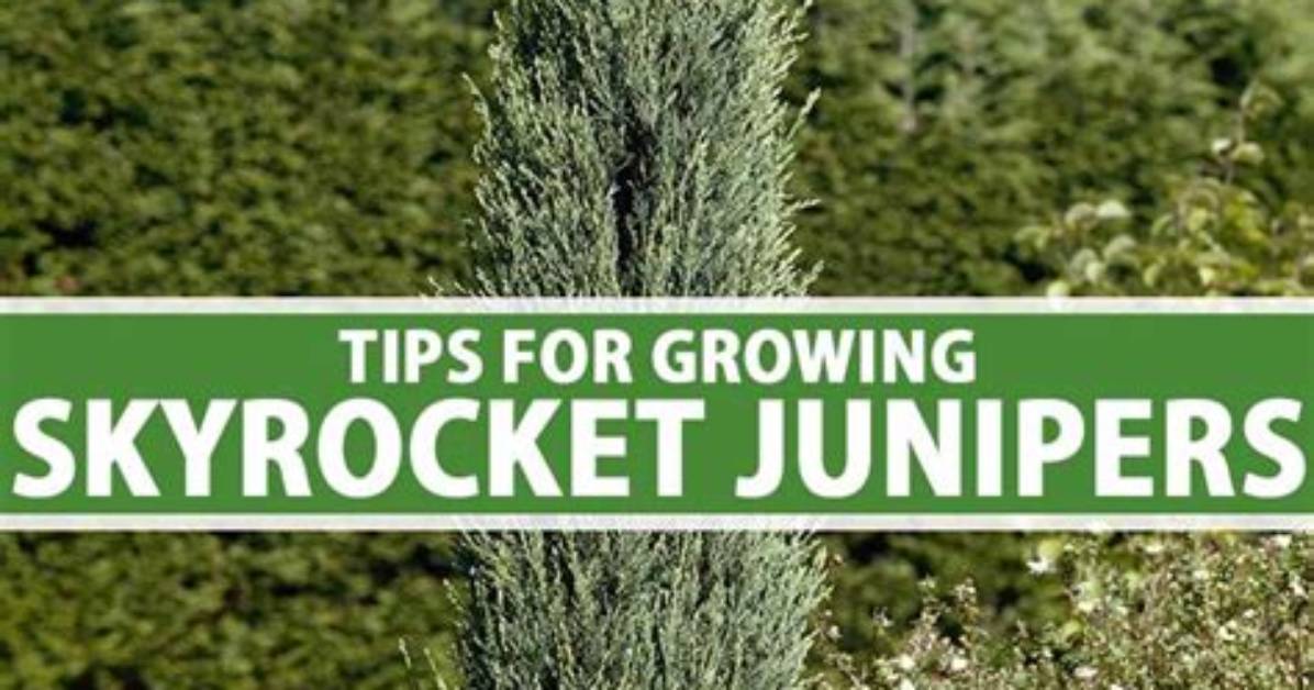 Will Juniper Grow Back