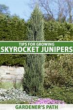 Will Juniper Grow Back