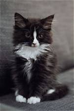 Will Kitten Be Long Haired?