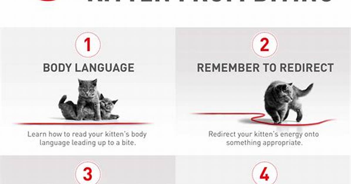 Will Kitten Stop Biting?