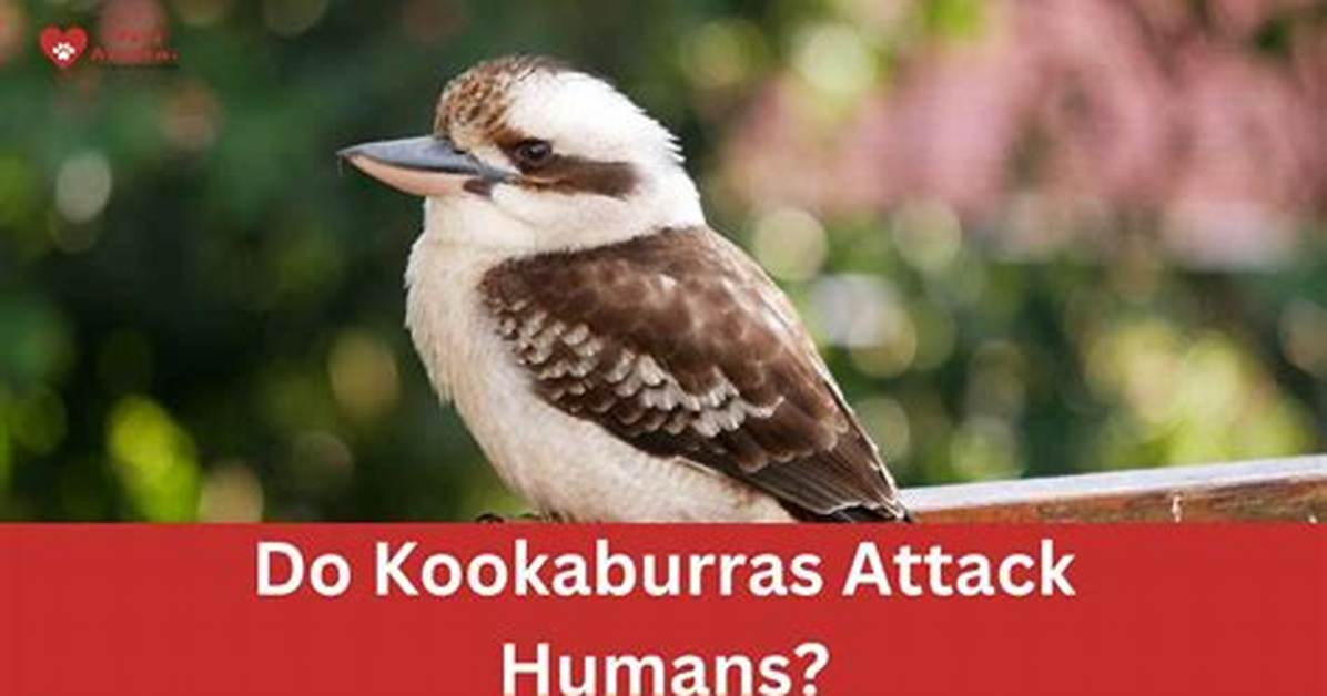 Will Kookaburras Attack You?