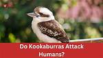 Will Kookaburras Attack You?