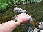 Will Lamprey Attack Humans?