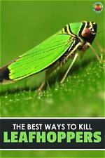 Will Leafhopper Kill My Plants?