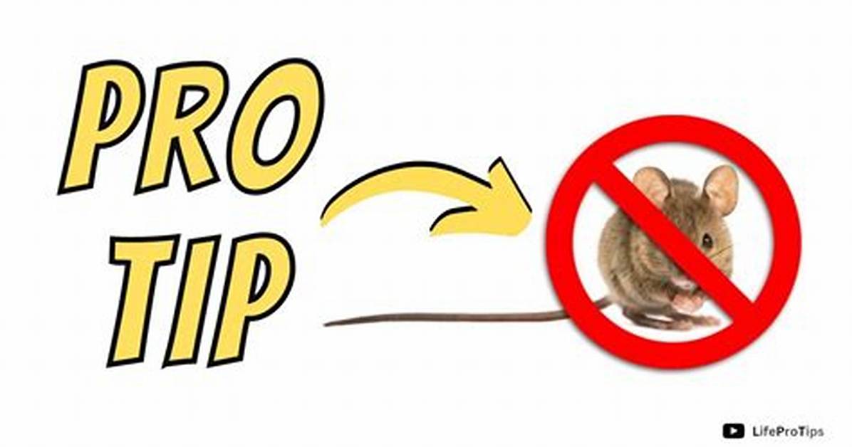 Will Lights Deter Mice