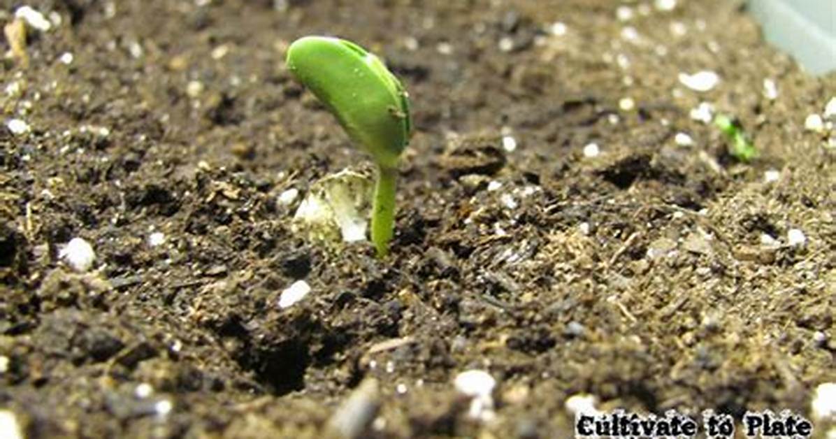 Will Lima Beans Sprout?