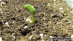 Will Lima Beans Sprout?