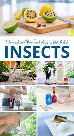 Will Lime Kill Insects