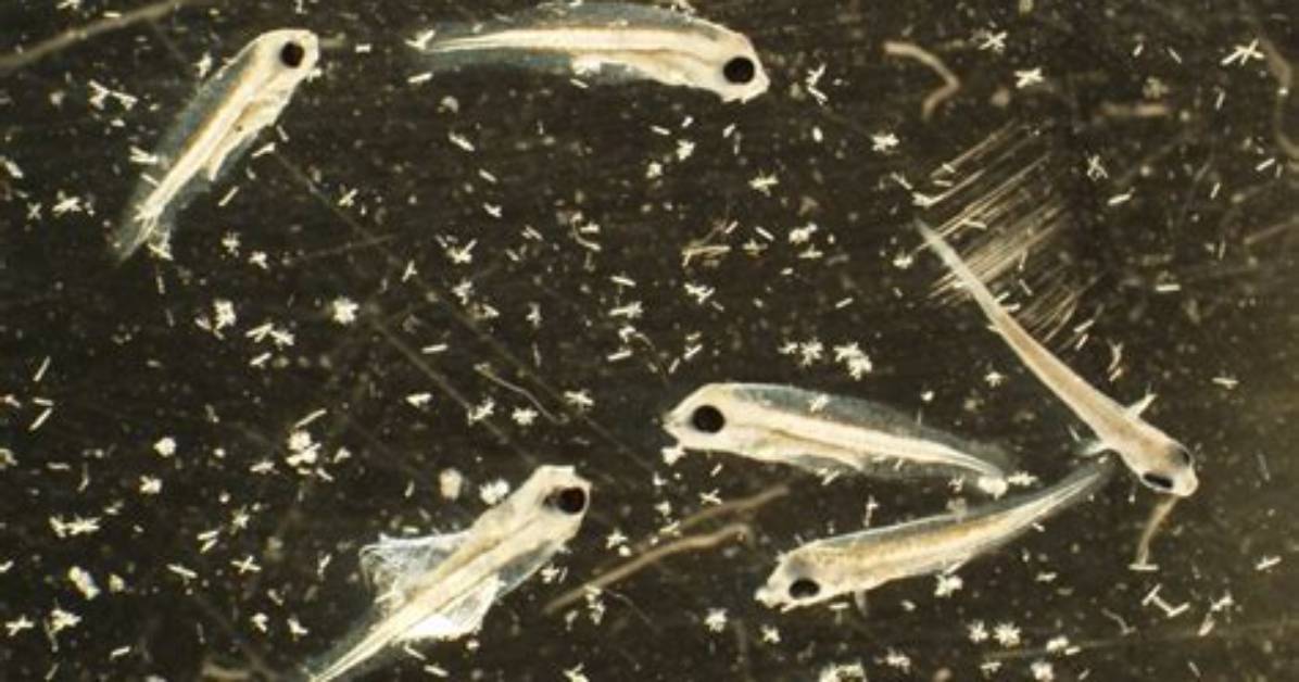 Will Low Salinity Kill Fish?