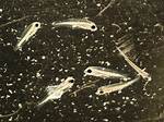 Will Low Salinity Kill Fish?