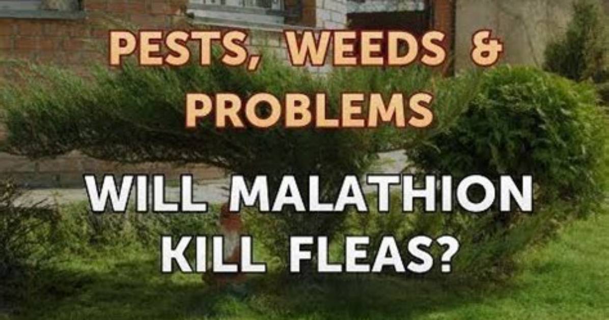 Will Malathion Kill Fleas?