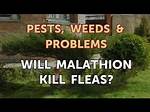 Will Malathion Kill Fleas?
