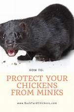 Will Mink Kill Chickens?