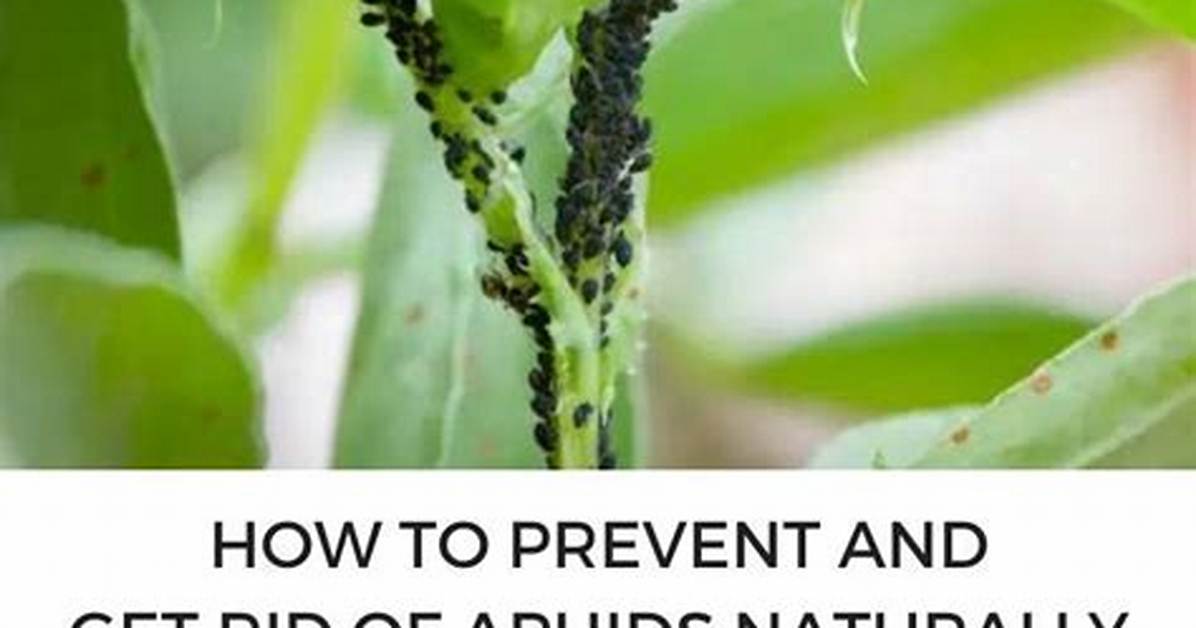 Will Molasses Kill Aphids? | Contextresponse. Com