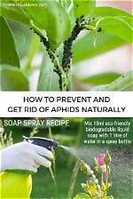 Will Molasses Kill Aphids? | Contextresponse. Com