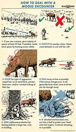 Will Moose Attack You?