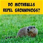 Will Mothballs Keep Groundhogs Away?