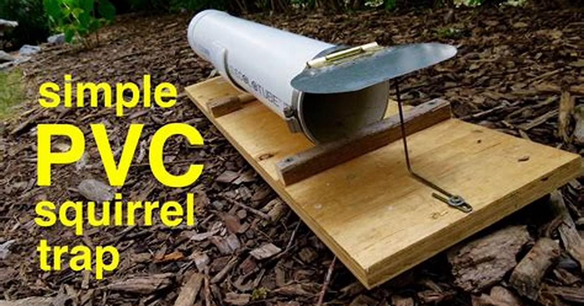 Will Mouse Trap Kill Squirrel