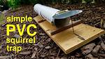 Will Mouse Trap Kill Squirrel