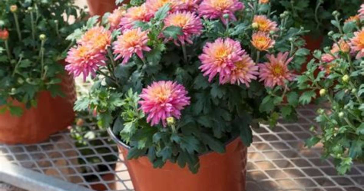 Will Mums Grow Back?