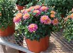 Will Mums Grow Back?