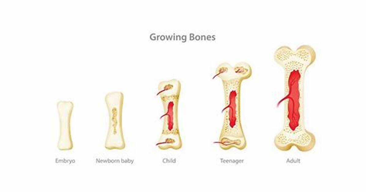 Will My Bone Structure Change?