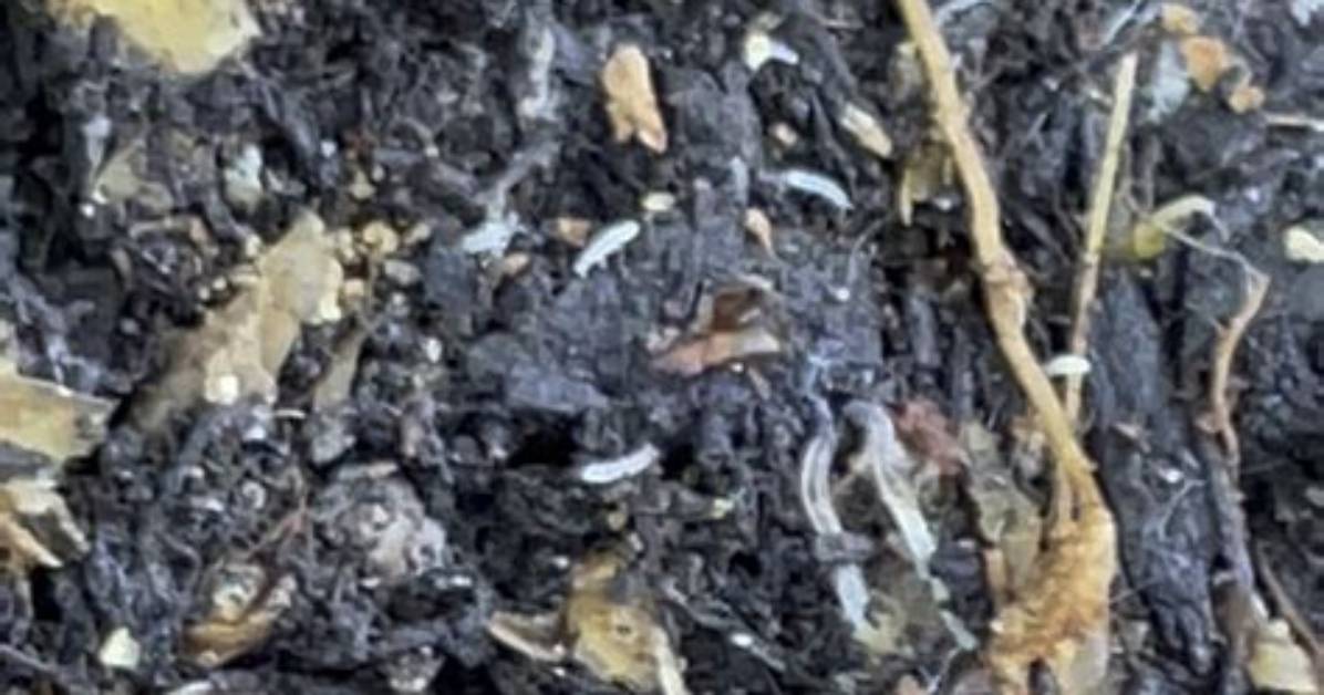 Will Nematodes Kill Springtails?