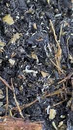 Will Nematodes Kill Springtails?