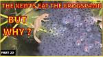 Will Newts Eat Frog Spawn?