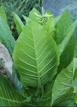 Will Nicotine Kill Plants?