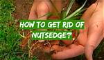 Will Nut Grass Kill Lawn?
