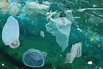 Will Oceans Be Fishless?