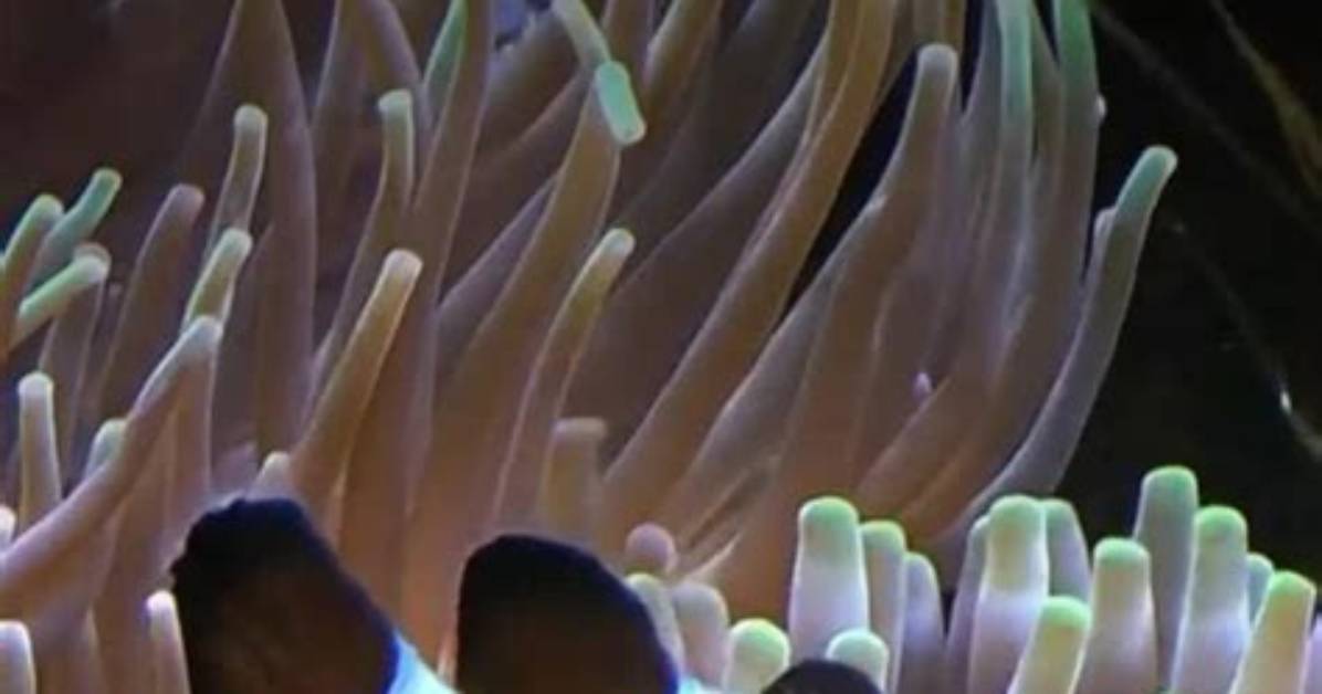 Will Ocellaris Host Bubble Tip?