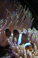 Will Ocellaris Host Bubble Tip?