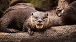 Will Otters Attack Dogs?