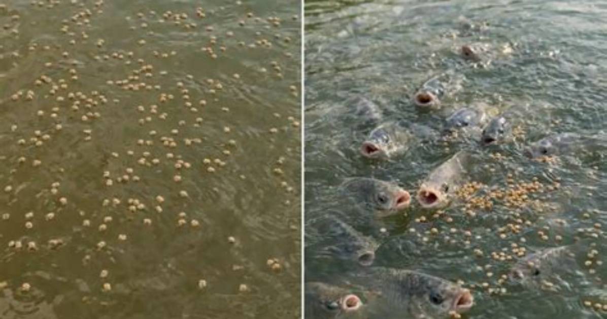 Will Overfeeding Kill Fish?
