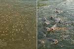 Will Overfeeding Kill Fish?