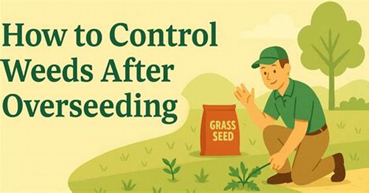 Will Overseeding Kill Weeds?