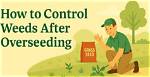 Will Overseeding Kill Weeds?