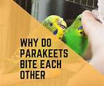 Will Parakeets Kill Each Other?