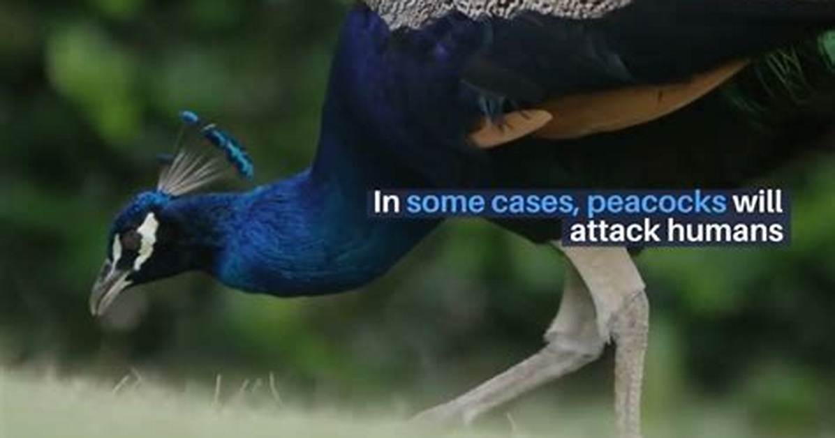 Will Peacocks Attack Humans?